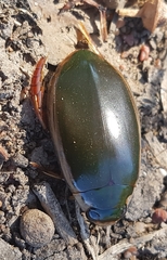 Onychohydrus scutellaris