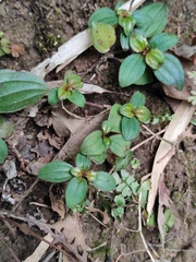 Melastoma