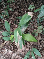 Alpinia japonica
