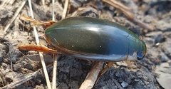 Onychohydrus scutellaris