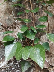 Hedera nepalensis