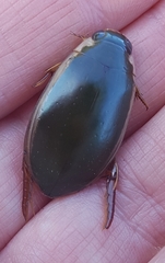 Onychohydrus scutellaris