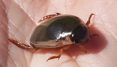 Onychohydrus scutellaris