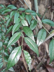 Ilex pubescens