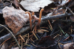 Macrotyphula contorta