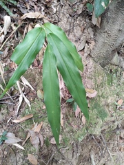 Alpinia