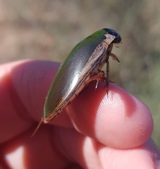 Onychohydrus scutellaris