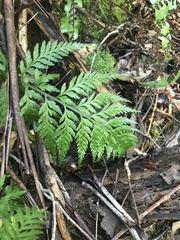 Asplenium gracillimum