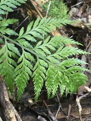 Asplenium gracillimum