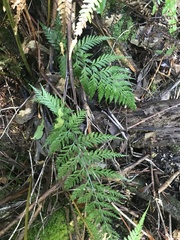 Asplenium gracillimum