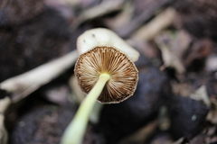 Bolbitius coprophilus