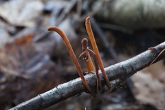 Macrotyphula contorta