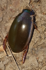 Onychohydrus scutellaris