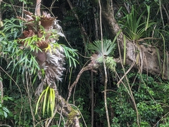 Platycerium superbum