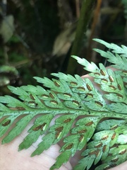 Asplenium gracillimum