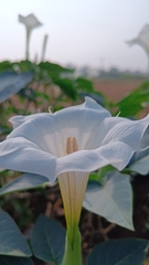 Datura innoxia