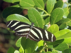 Heliconius charithonia ramsdeni