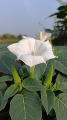 Datura innoxia