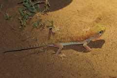 Stenodactylus petrii