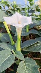 Datura innoxia