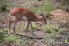 Raphicerus campestris campestris
