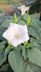 Datura innoxia