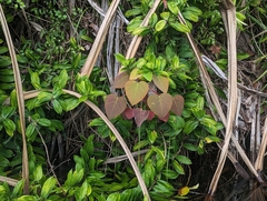 Homalanthus populifolius