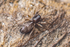 Phrurolithidae