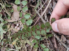Adiantum malesianum