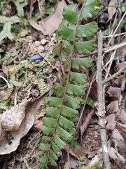 Adiantum malesianum