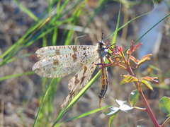 Palpares libelluloides