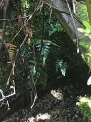 Asplenium gracillimum