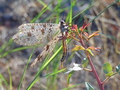 Palpares libelluloides
