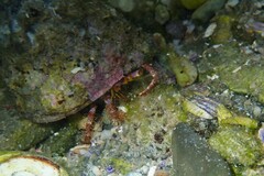 Dardanus crassimanus