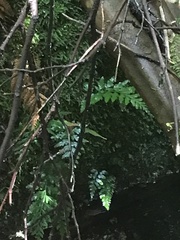 Asplenium gracillimum