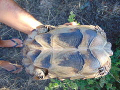 Testudo marginata