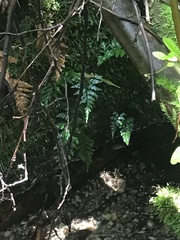 Asplenium gracillimum