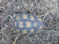 Testudo marginata