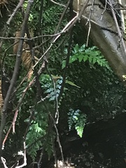 Asplenium gracillimum