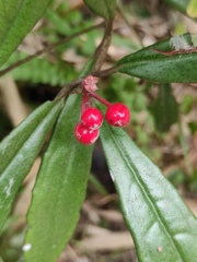 Ardisia lindleyana