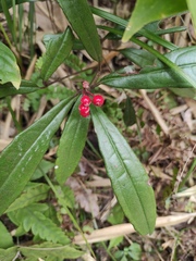 Ardisia lindleyana