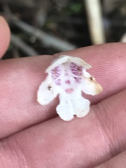 Prostanthera subalpina