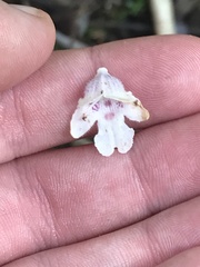 Prostanthera subalpina