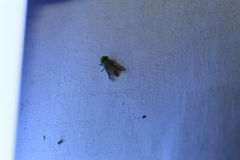 Pericyma cruegeri