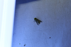 Pericyma cruegeri