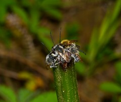 Eucera longicornis
