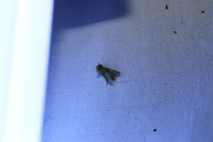 Pericyma cruegeri