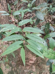 Smilax glabra