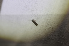 Lepidoscia heliochares