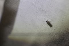 Lepidoscia heliochares